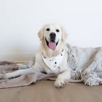 Arlo the English Cream Golden Retriever's profile picture