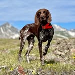 Jen & Bison | hiking • travel • adventure dog training's profile picture