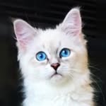 @bowie_the_siberian Instagram Profile