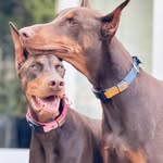 Bass Hendrix's profile picture