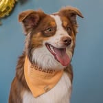 The One and Only Buckin' Bronco🏇| Dog Content's profile picture