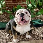 @chalinothebulldog6 Instagram Profile
