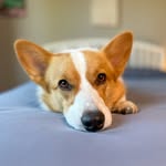 Chapito's profile picture