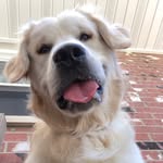 @charlie_the_golden18 Instagram Profile