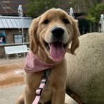 🍩Dunkin the Golden Retriever's profile picture