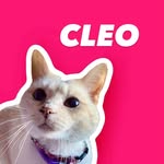 🐱 Cleo | 💕Flame Point Siamese's profile picture