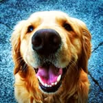@dash.dog Instagram Profile
