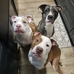 The Fur Tails' Trio's profile picture