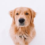ENZO | The Golden Retriever's profile picture