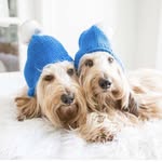 @hank_hugo Instagram Profile