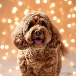 @indy.thecockapoo Instagram Profile