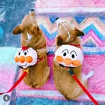 Lambo The Corgi's profile picture