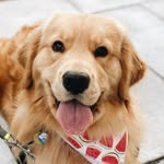 M A D D I E | Golden Retriever's profile picture