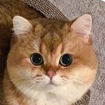 @maple.cat Instagram Profile