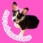 Marshmallow The Corgi's profile picture