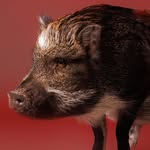 @merlinthepig Instagram Profile