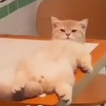 iamsomotherfuckingtiredallthetime.daily's profile picture