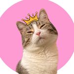 @mollymollzthetabby Instagram Profile