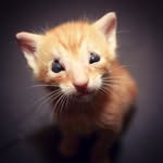 Benny's profile picture