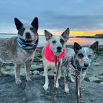 @myislandheelers Instagram Profile
