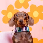 @parker.dachshund Instagram Profile