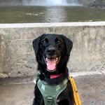 Maya 🐾 Reactive Dogs Are Good Dogs Too 🫶's profile picture