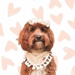 Pepper The Goldendoodle's profile picture