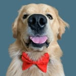 @puppy_grahams Instagram Profile