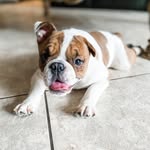 Stuart The English Bulldog's profile picture