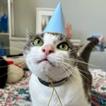 Smudge 🐾's profile picture