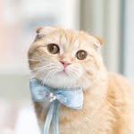 @spongecake_thescottishfold Instagram Profile