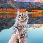 @sterlingsilvercat Instagram Profile