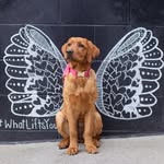 Holly Kniery - dog mom | Lady ♡'s profile picture