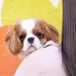 Ana & Harris 👩🏻🐶 | Cavalier King Charles's profile picture