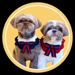 @theshihtzusophie Instagram Profile