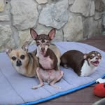 LifeWithRoos's profile picture