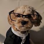 Yoshi The Cavapoo's profile picture