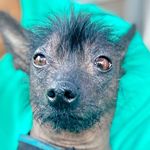 @zoefruitbat Instagram Profile