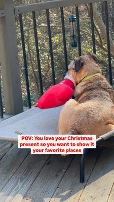 Instagram post by @acanineaffinity