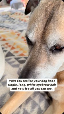 Instagram post by @acanineaffinity