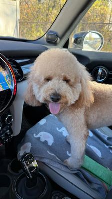 Instagram post by @amerikadanbiranne