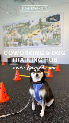 Instagram post by @approvedbydog