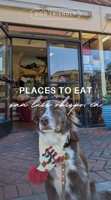 Instagram post by @approvedbydog