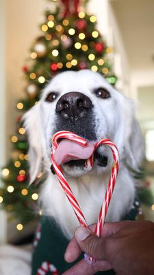Instagram post by @arlo.the.retriever