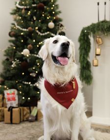 Instagram post by @arlo.the.retriever