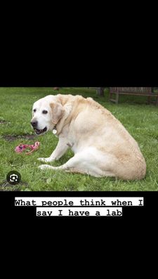 Instagram post by @balanced_k9ines