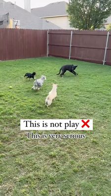Instagram post by @balanced_k9ines