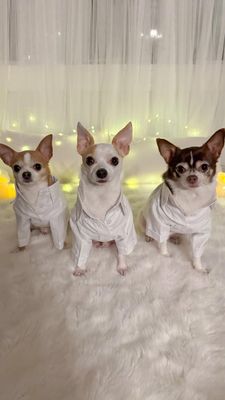 Instagram post by @baothechi