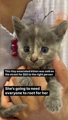 Instagram post by @bayridgekittens