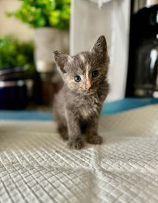 Instagram post by @bayridgekittens